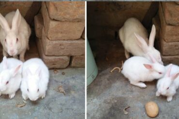 Cute Rabbit and Rabbit Baby