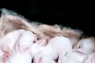 My cute baby rabbits
