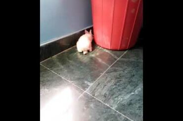 ☺☺☺☺My cute RABBIT -chikooo - Entertainment -Funny video