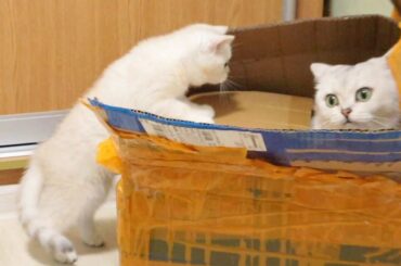 Package for my cats and kittens from AliExpress 📦