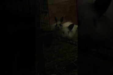 Cutest bunnies grooming eachother