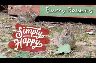 JeffLee’s Bunny Rabbits! Watch them Eat!