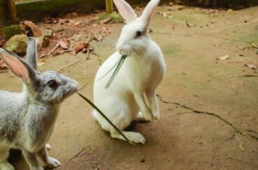 Cute and Fun Bunnies Playing and Eating Leaves