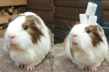 Who Said Quarantine Wouldn't Be Fun  🌼  👑  😂  😍 | Cute and Funny Bunny Videos Compilation