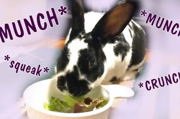 Cute Rabbit Eating Lettuce | ASMR