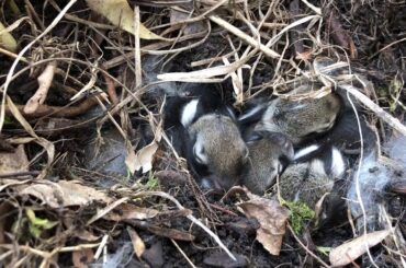 Mrs. Reister shows her bunnies