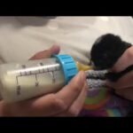 Baby Bunny Drinking Milk 1