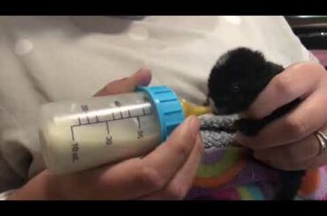 Baby Bunny Drinking Milk 1