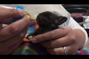 Baby Bunny Drinking Milk 2
