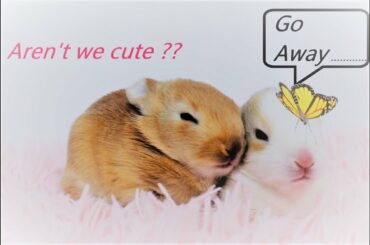 Bunny complication.Cuteness overload sleeping bunny.Bunny adopted.