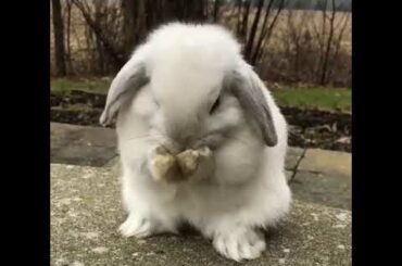cute bunny