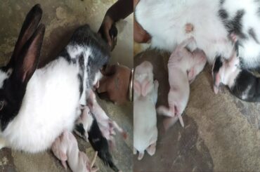 Rabbit | khargosh ke bache | खरगोश के बच्चे