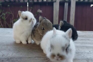 Netherland Dwarf Rabbits