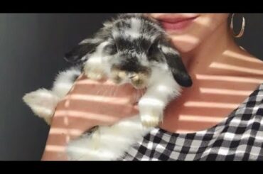 So Cute Bunny Completion ..