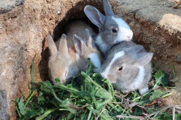 땅굴속에서 자란 아기토끼(rabbit) 4마리 입구에 풀을 주었더니 모습을 보여줍니다.