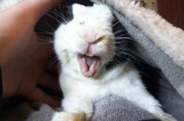 Rabbit learns he is NOT the father