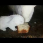 🐇White Baby Bunny Steals Food From His Mom 🐇