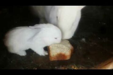 🐇White Baby Bunny Steals Food From His Mom 🐇