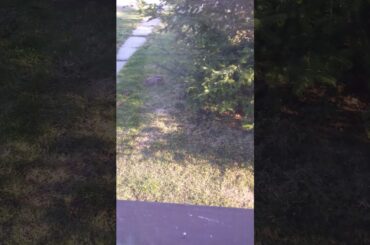 I saw a cute rabbit today