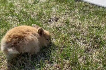 4 week old baby bunnies too cute