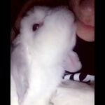 Cute bunny gives owner kisses