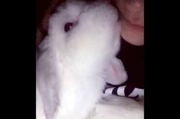 Cute bunny gives owner kisses