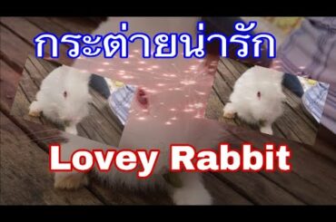 Cute Rabbit กระต่ายน่ารัก