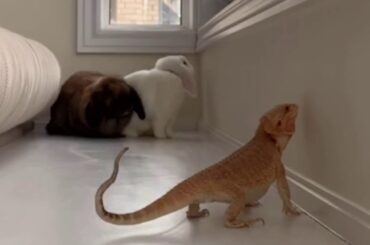 #Rabbit #Cocoandsnowy  | BORED IN THE HOUSE |