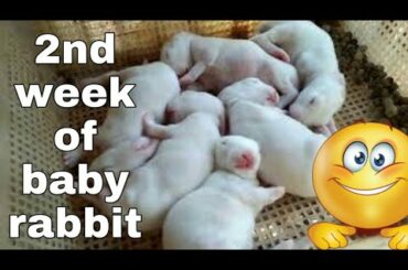 Doe #6| 2nd week of baby rabbit