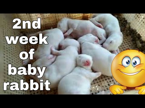 Doe #6| 2nd week of baby rabbit