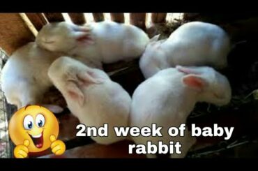 Doe #1| 2nd week of baby rabbit