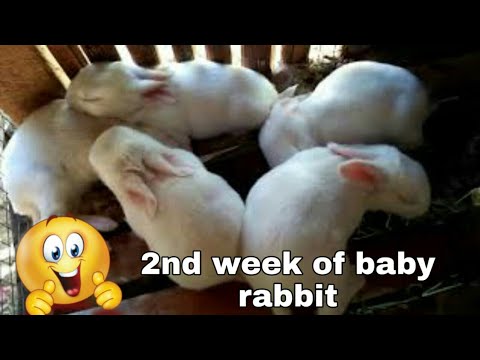 Doe #1| 2nd week of baby rabbit