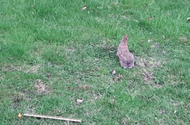 Just a nice video of a cute rabbit