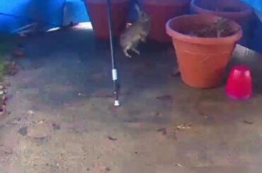 Mommy rabbit feeds baby rabbits in our planter (~10 days old)
