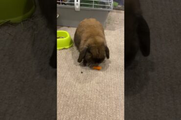 Rabbit eating a baby carrot