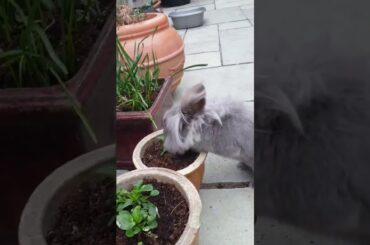 My Cute Rabbit 🐇🐰