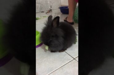 Cute rabbit eating
