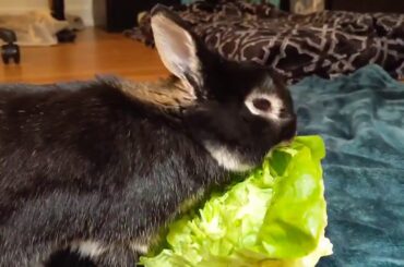 My Cute Black Rabbit 🐇🐰