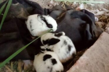 Cute Rabbits | Rabbits Family