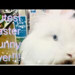 WORLDS CUTEST BUNNY!  MOST ADORABLE WHITE FLUFFY EASTER BUNNY!!!  CAN THIS BUNNY BE REAL!!??
