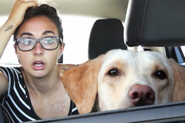 Funny Dogs and Babies are Best Friends Cute Babies and Pets Video(pet dog names)?