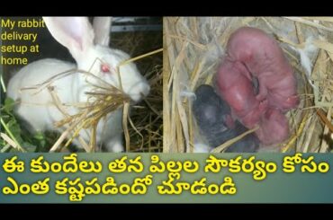 Rabbit giving birth baby bunnys first time - close up