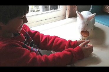 CONEJITO Gracioso CONSIGUE una GALLETA! CUTE FUNNY BUNNY!