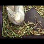 Cute lil bunny