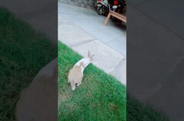 Cute bunny compilation | Maxi the bunny