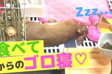 食べてからのごろ寝 cute bunny♡　【ネザーランドドワーフ３ヶ月♂】
