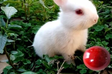 Funny Baby Bunny.cute Rabbits