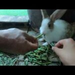 Rabbits play with me | bunny cute