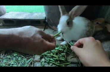 Rabbits play with me | bunny cute