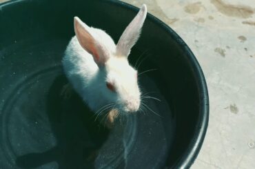 Day:4 #Jack and Jill bathing //cute rabbits